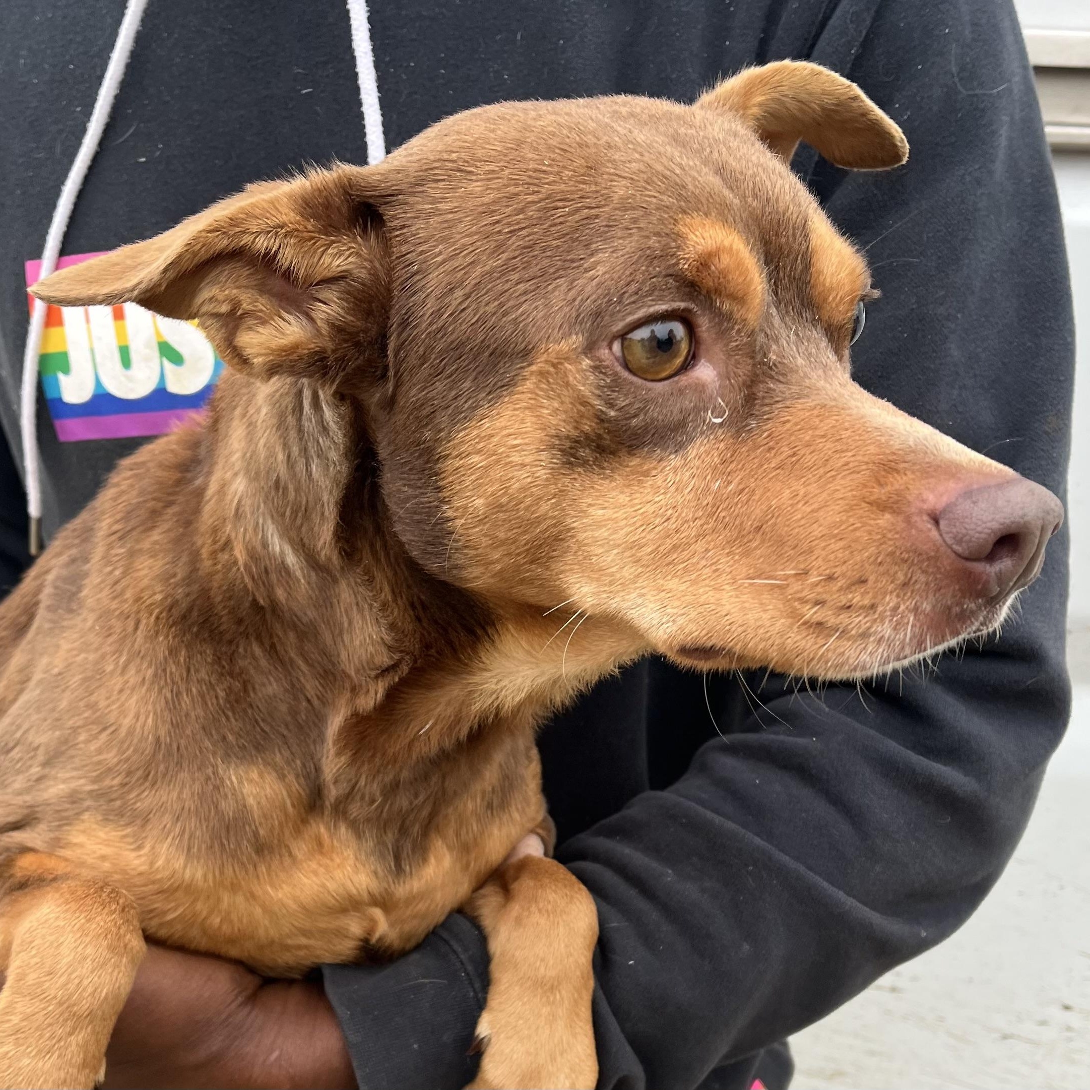 Enlarge Gonzo - Local February 13-15, an adoptable mixed breed in Gresham, OR image 3/6