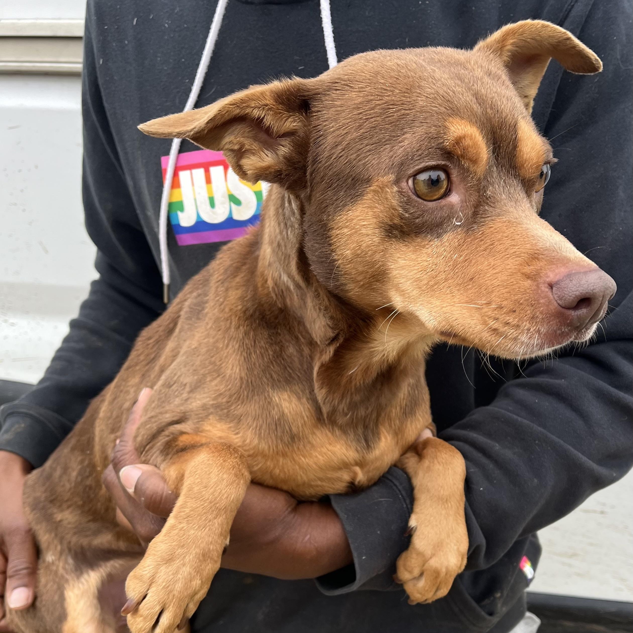 Enlarge Gonzo - Local February 13-15, an adoptable mixed breed in Gresham, OR image 4/6