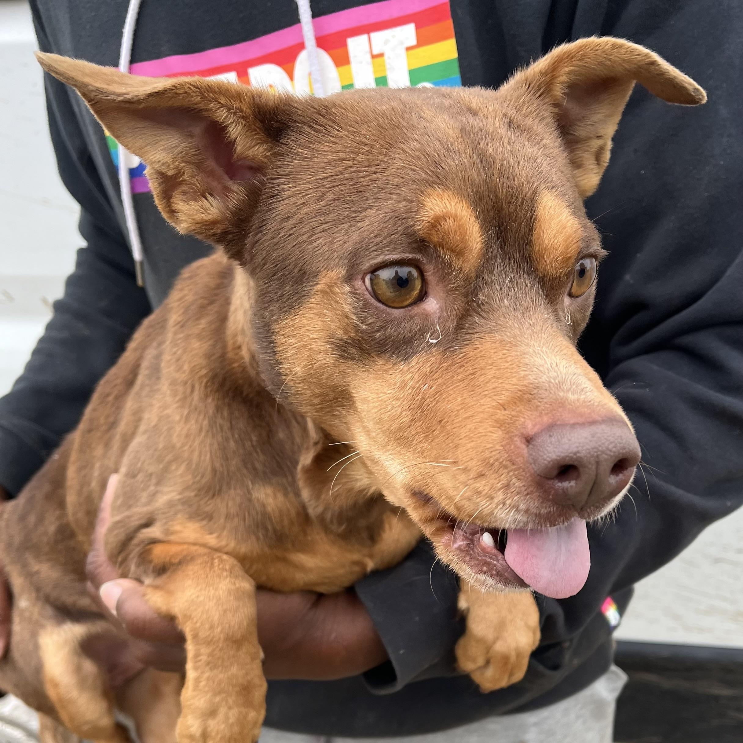 Enlarge Gonzo - Local February 13-15, an adoptable mixed breed in Gresham, OR image 5/6