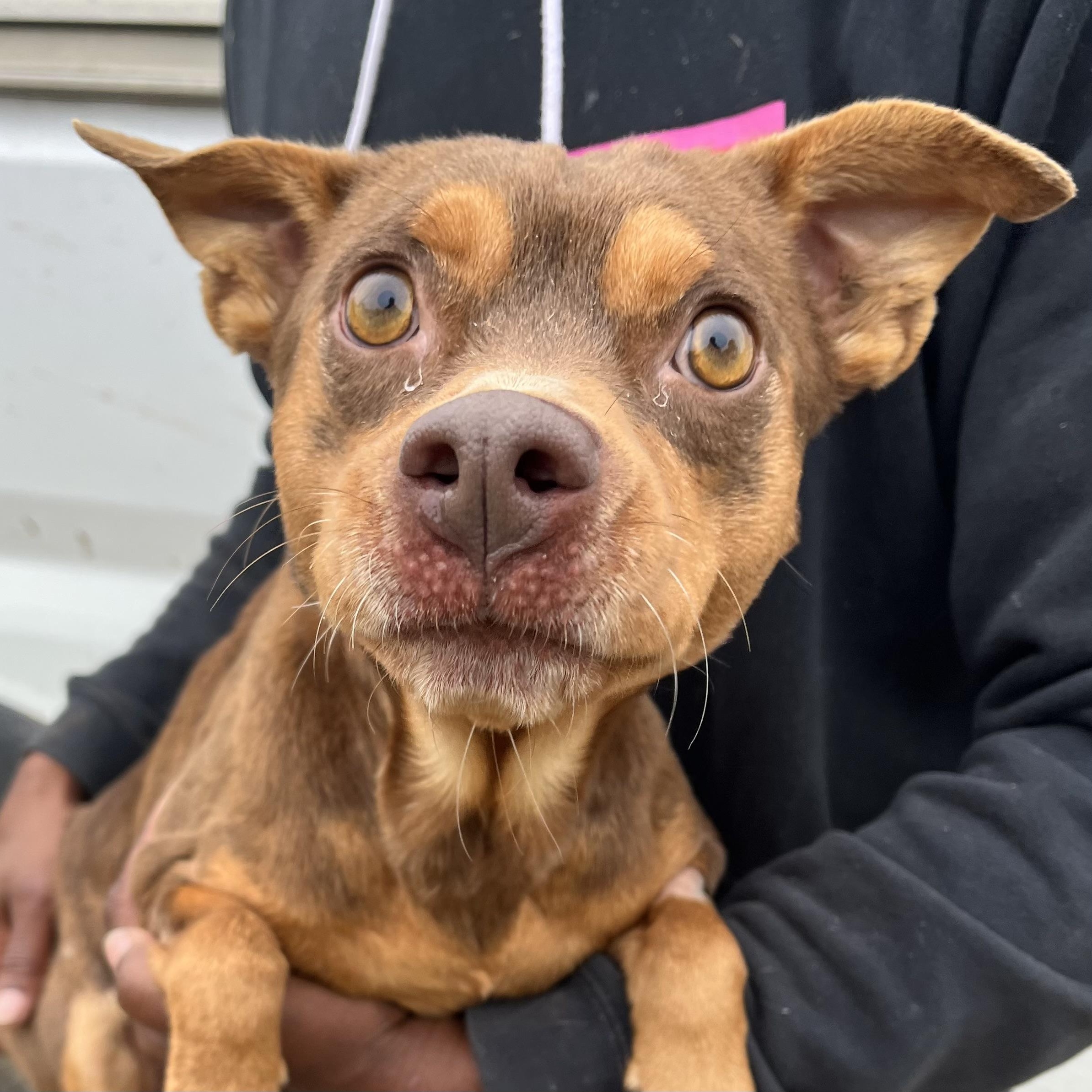 Enlarge Gonzo - Local February 13-15, an adoptable mixed breed in Gresham, OR image 6/6