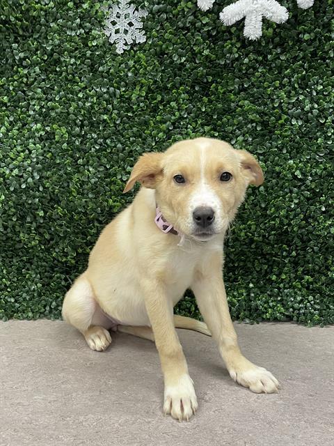 LUMI, Adoptable, Puppy Female Labrador Retriever.