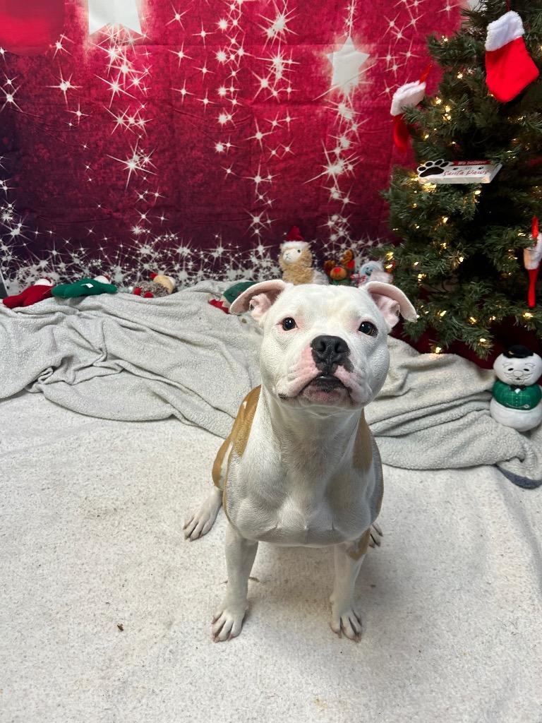 Enlarge Hero, a ADOPTABLE mixed breed in Clinton, IL image 3/3