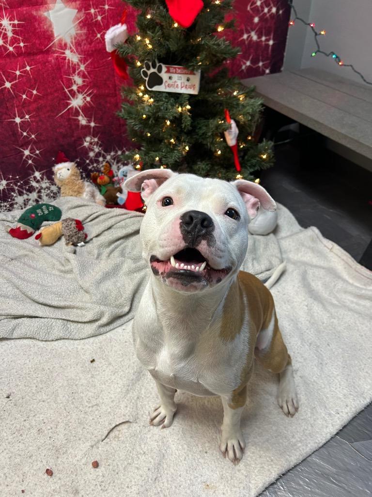 Enlarge Hero, a ADOPTABLE mixed breed in Clinton, IL image 1/3