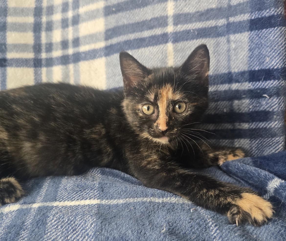 CARAMEL KISS, a Adoptable Domestic Short Hair in Spotswood, NJ image 1/5