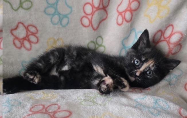 CARAMEL KISS, a Adoptable Domestic Short Hair in Spotswood, NJ image 5/5