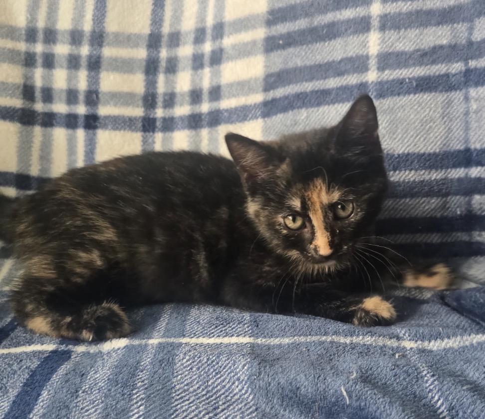 CARAMEL KISS, a Adoptable Domestic Short Hair in Spotswood, NJ image 2/5
