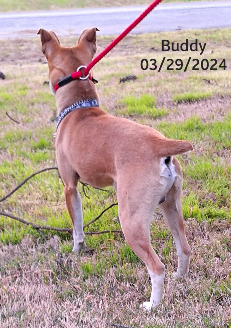 Buddy, a Adopted mixed breed in Warren, RI image 1/5