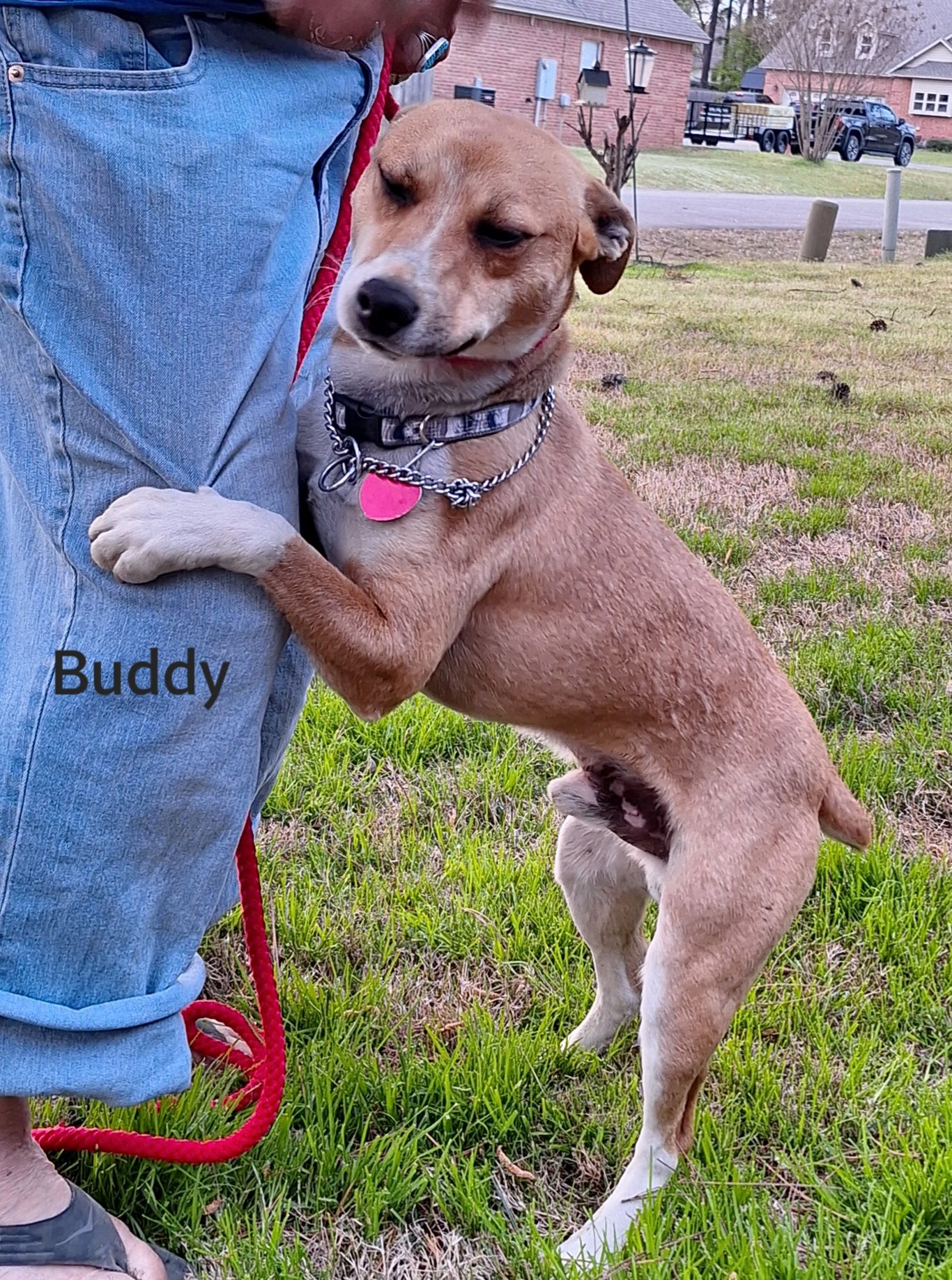 Buddy, a Adopted mixed breed in Warren, RI image 2/5