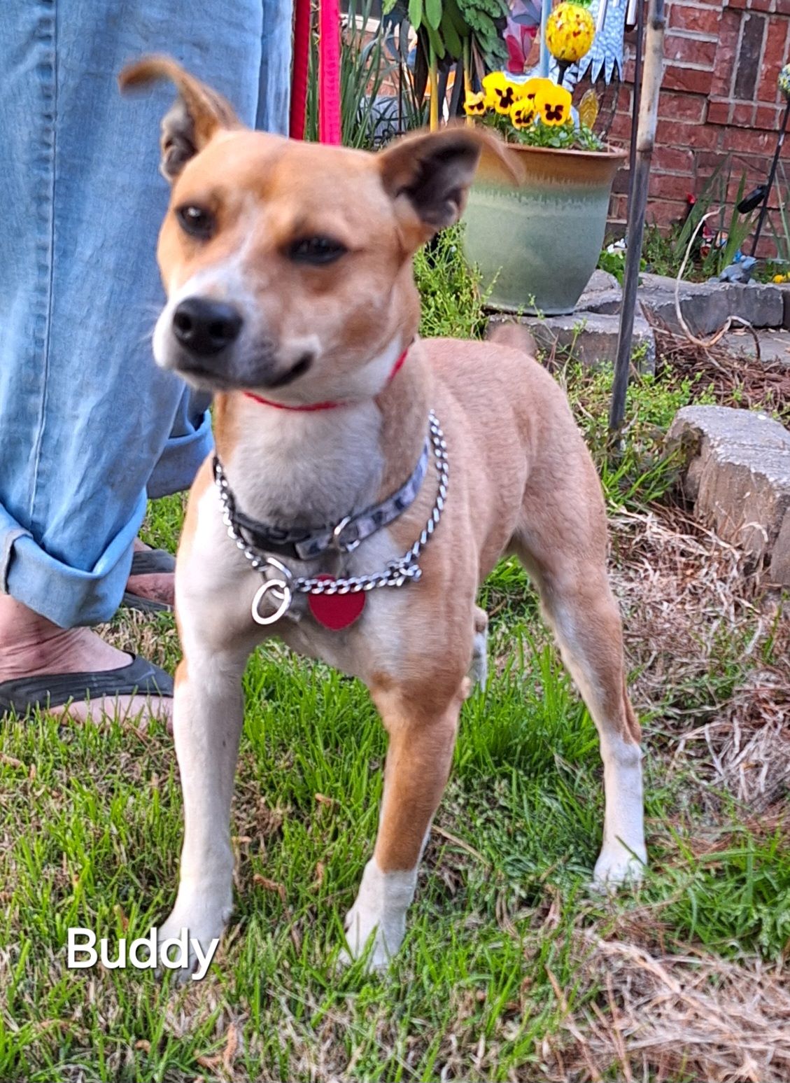 Buddy, a Adopted mixed breed in Warren, RI image 3/5