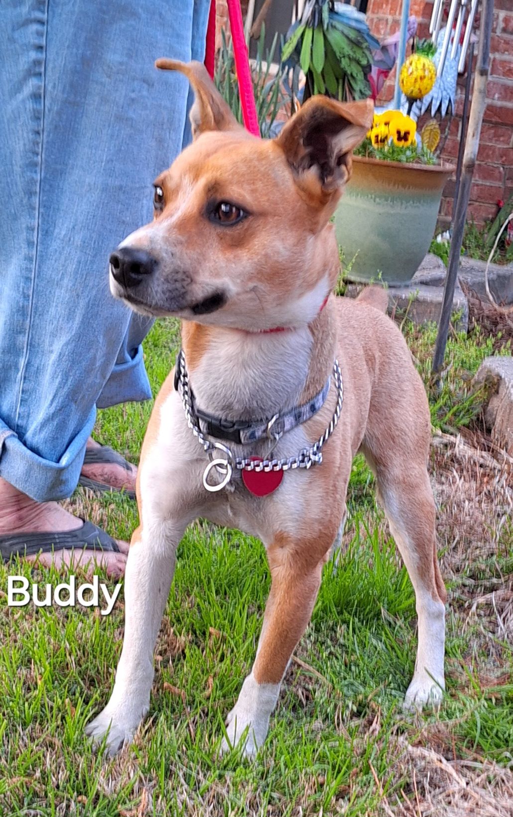 Buddy, a Adopted mixed breed in Warren, RI image 4/5