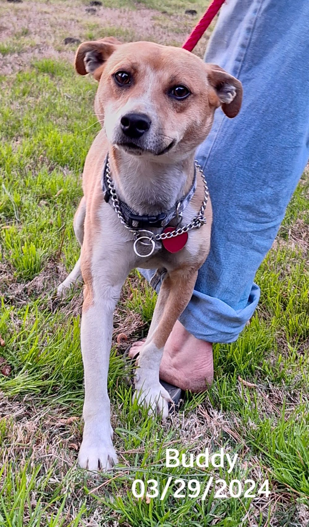 Buddy, a Adopted mixed breed in Warren, RI image 5/5