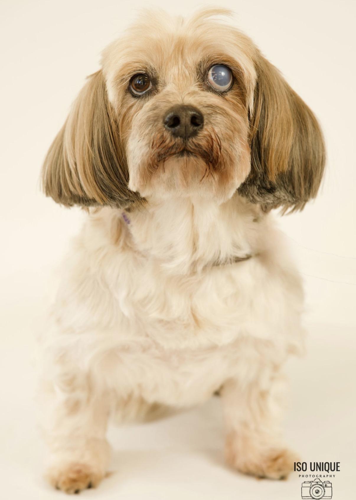 Ella, a Adoptable mixed breed in Green Bay, WI image 1/2