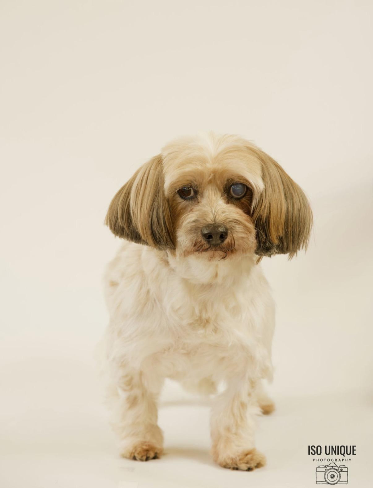 Ella, a Adoptable mixed breed in Green Bay, WI image 2/2