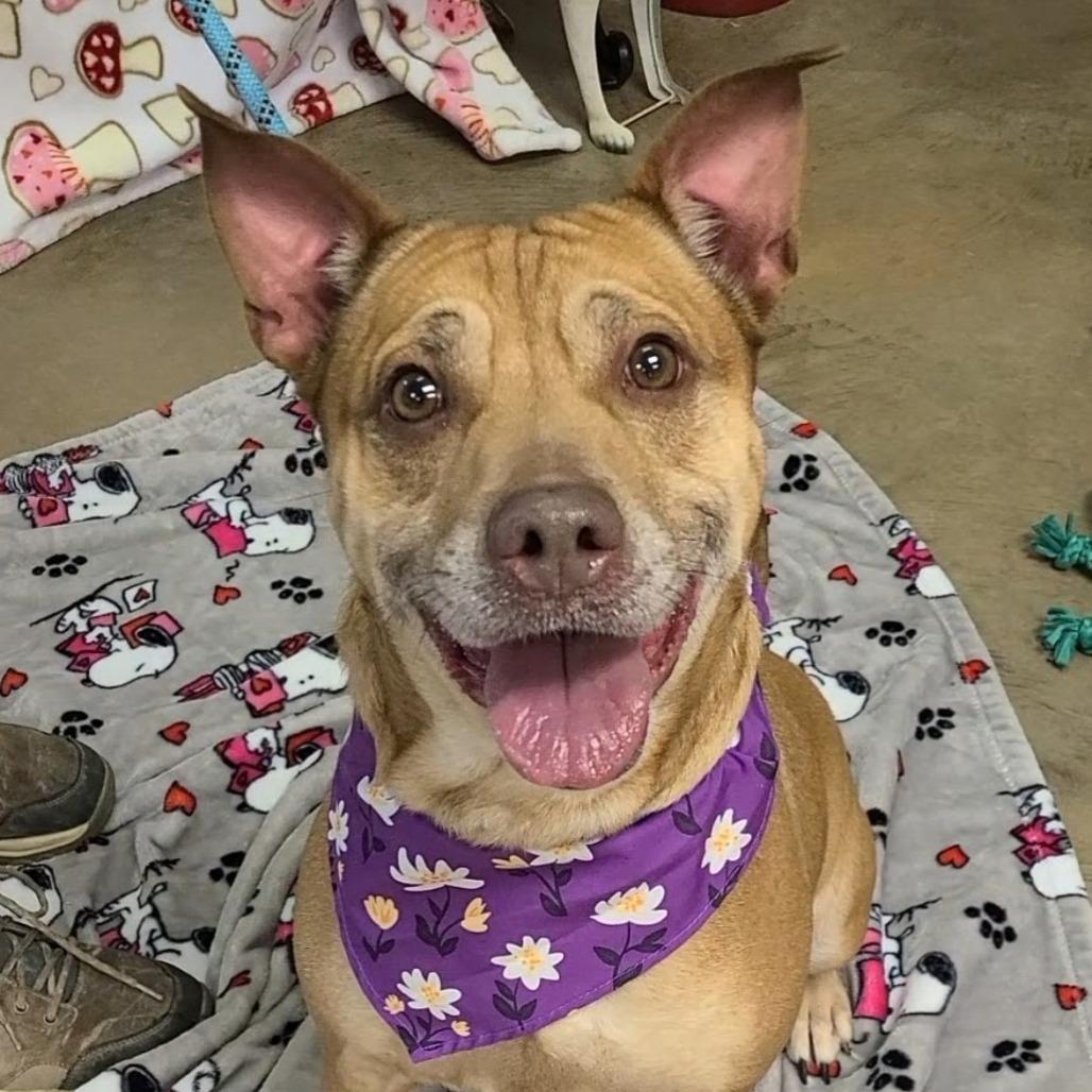 Enlarge Arizona, a Adoptable mixed breed in Novelty, OH image 1/6