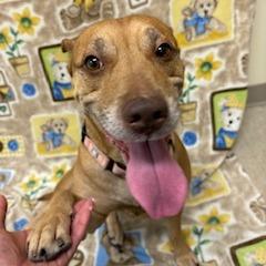 Enlarge Arizona, a Adoptable mixed breed in Novelty, OH image 2/6