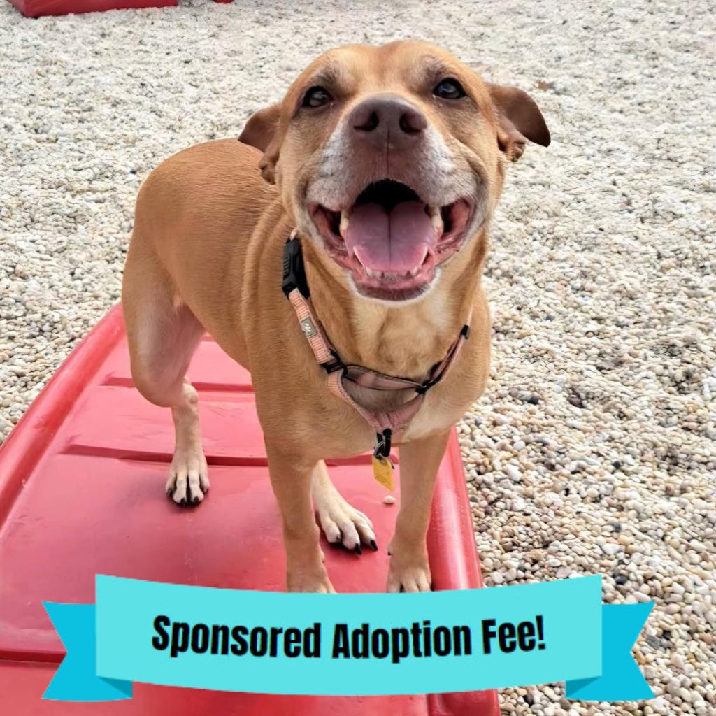 Enlarge Arizona, a Adoptable mixed breed in Novelty, OH image 3/6