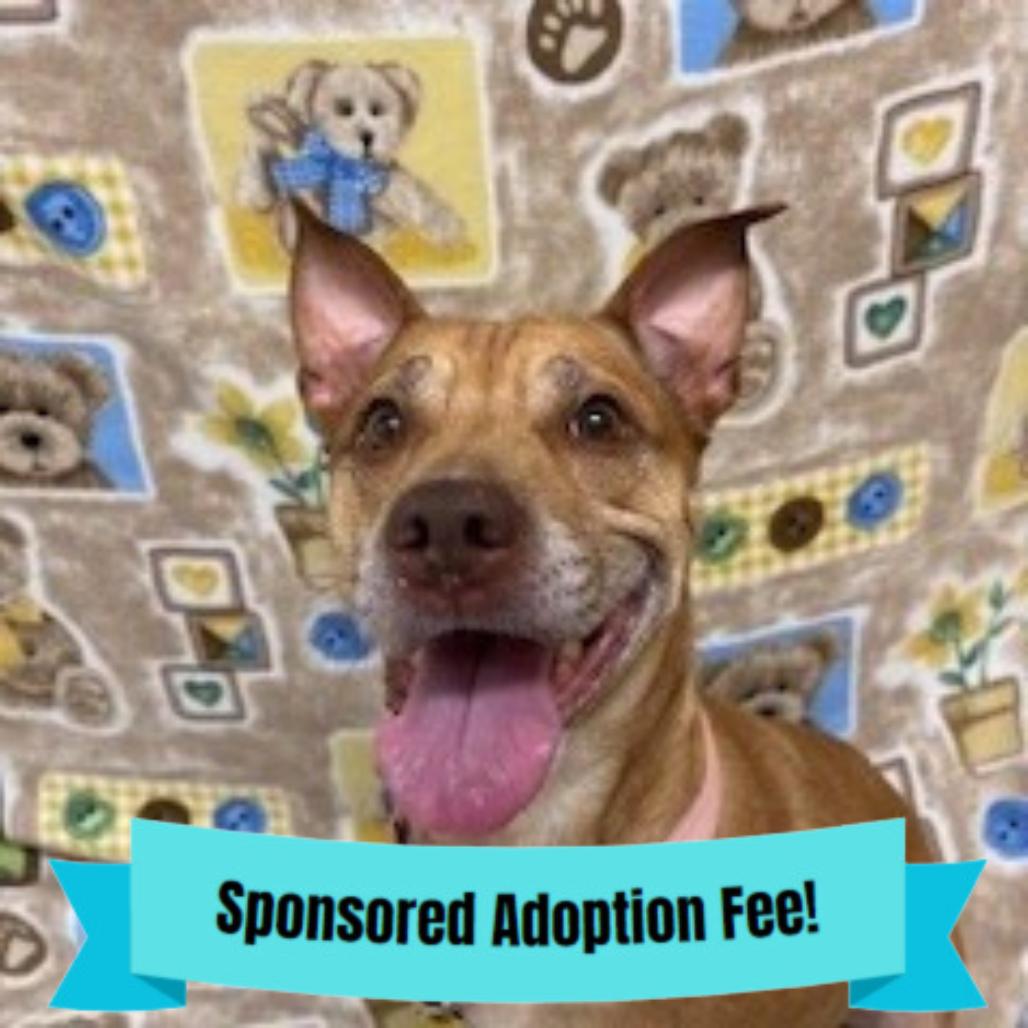 Enlarge Arizona, a Adoptable mixed breed in Novelty, OH image 3/6