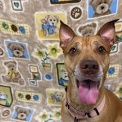 Enlarge Arizona, a Adoptable mixed breed in Novelty, OH image 4/6