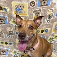 Enlarge Arizona, a Adoptable mixed breed in Novelty, OH image 5/6