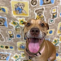 Enlarge Arizona, a Adoptable mixed breed in Novelty, OH image 6/6