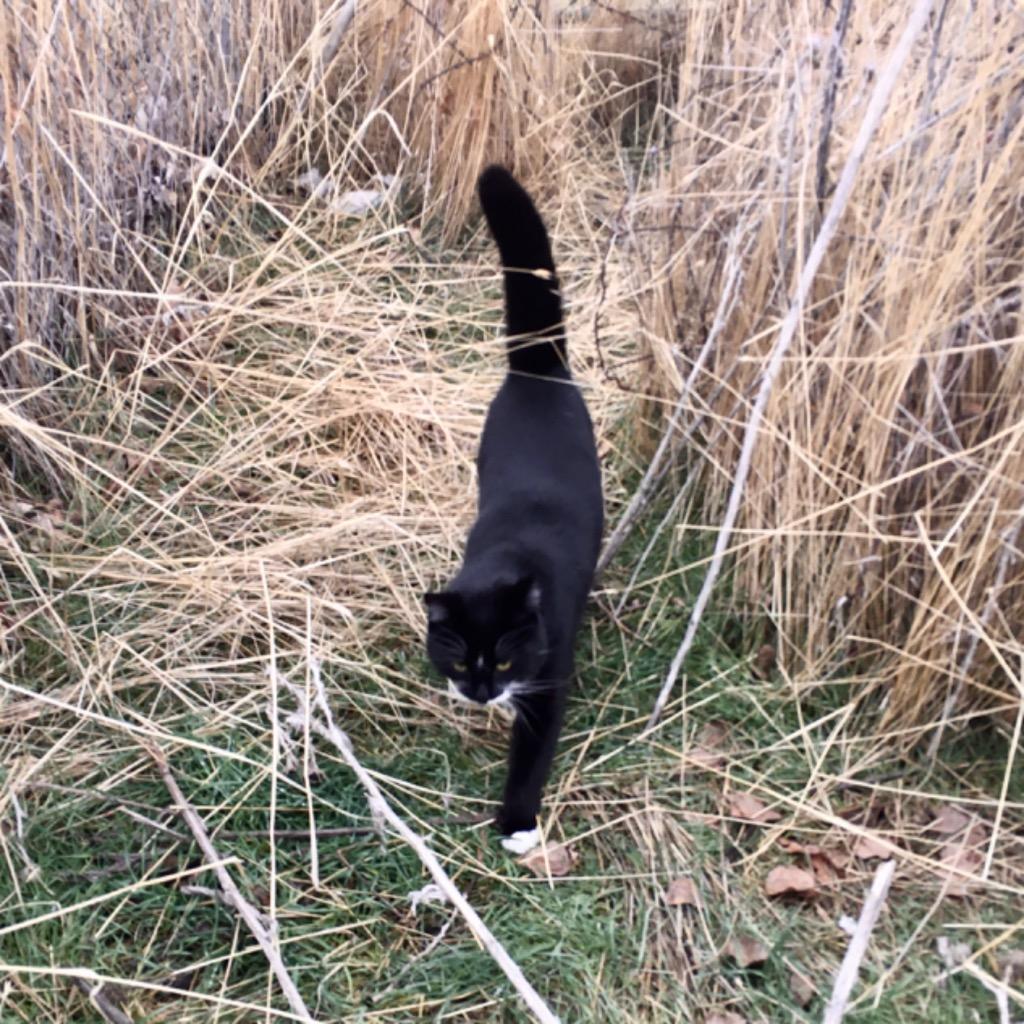 Merv, Adoptable, Young Male Domestic Short Hair.