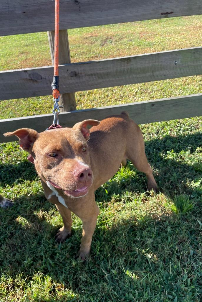 Enlarge Callie, a Adopted mixed breed in Wauchula, FL image 1/1