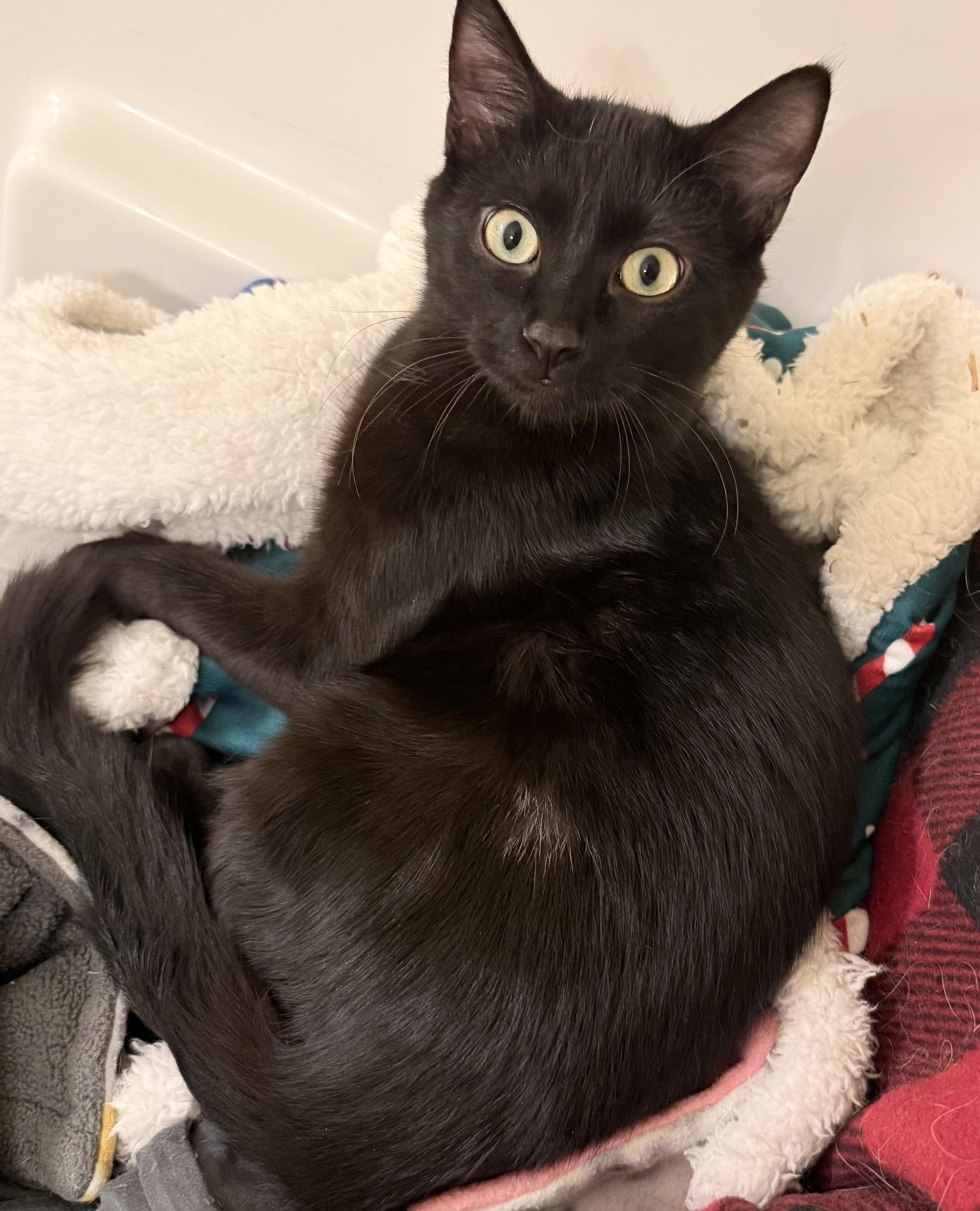 Bruiser, ADOPTABLE, Kitten Male Domestic Short Hair.