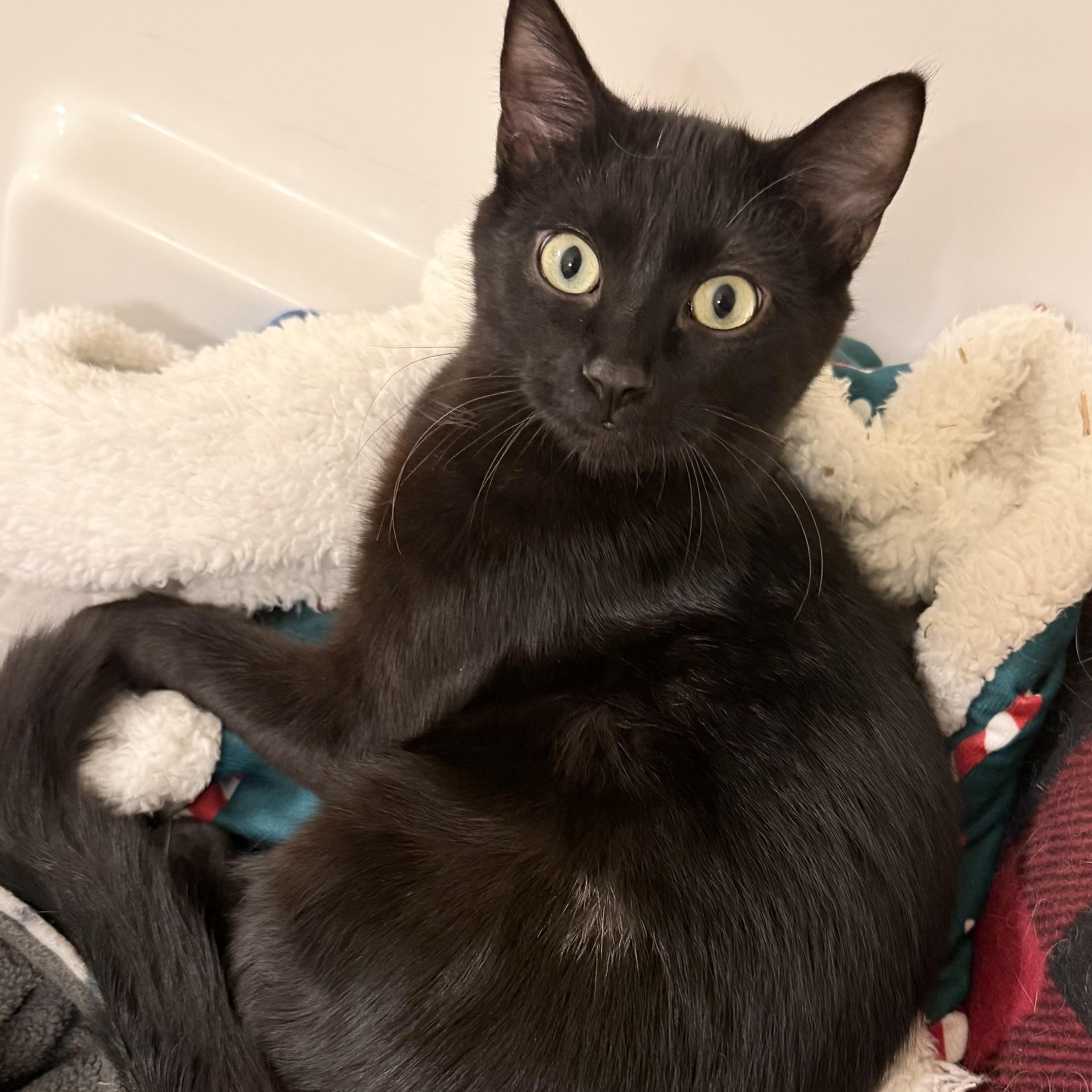 Enlarge Bruiser, a ADOPTABLE Domestic Short Hair in Richfield , MN image 1/1