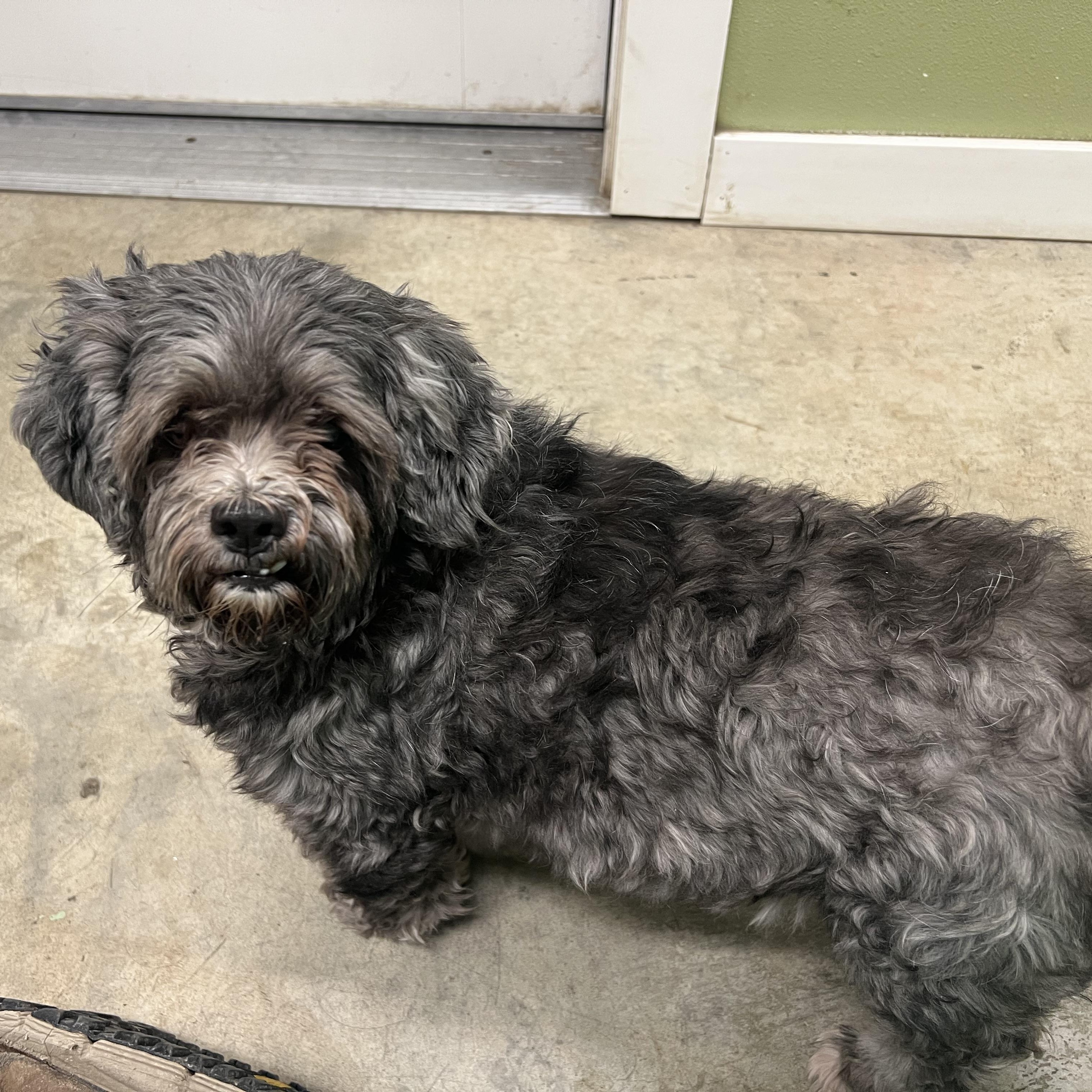 Enlarge Ariel & Lacey, a ADOPTABLE mixed breed in Bonners Ferry, ID image 3/3