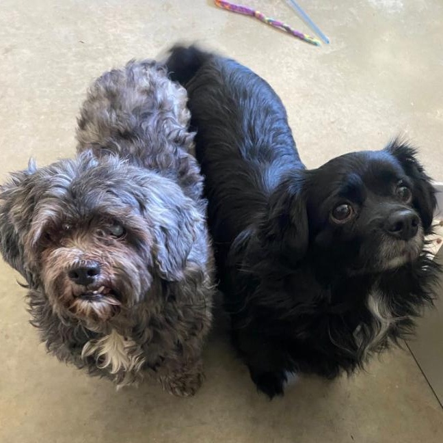 Ariel & Lacey, ADOPTABLE, Adult Female Shih Tzu.