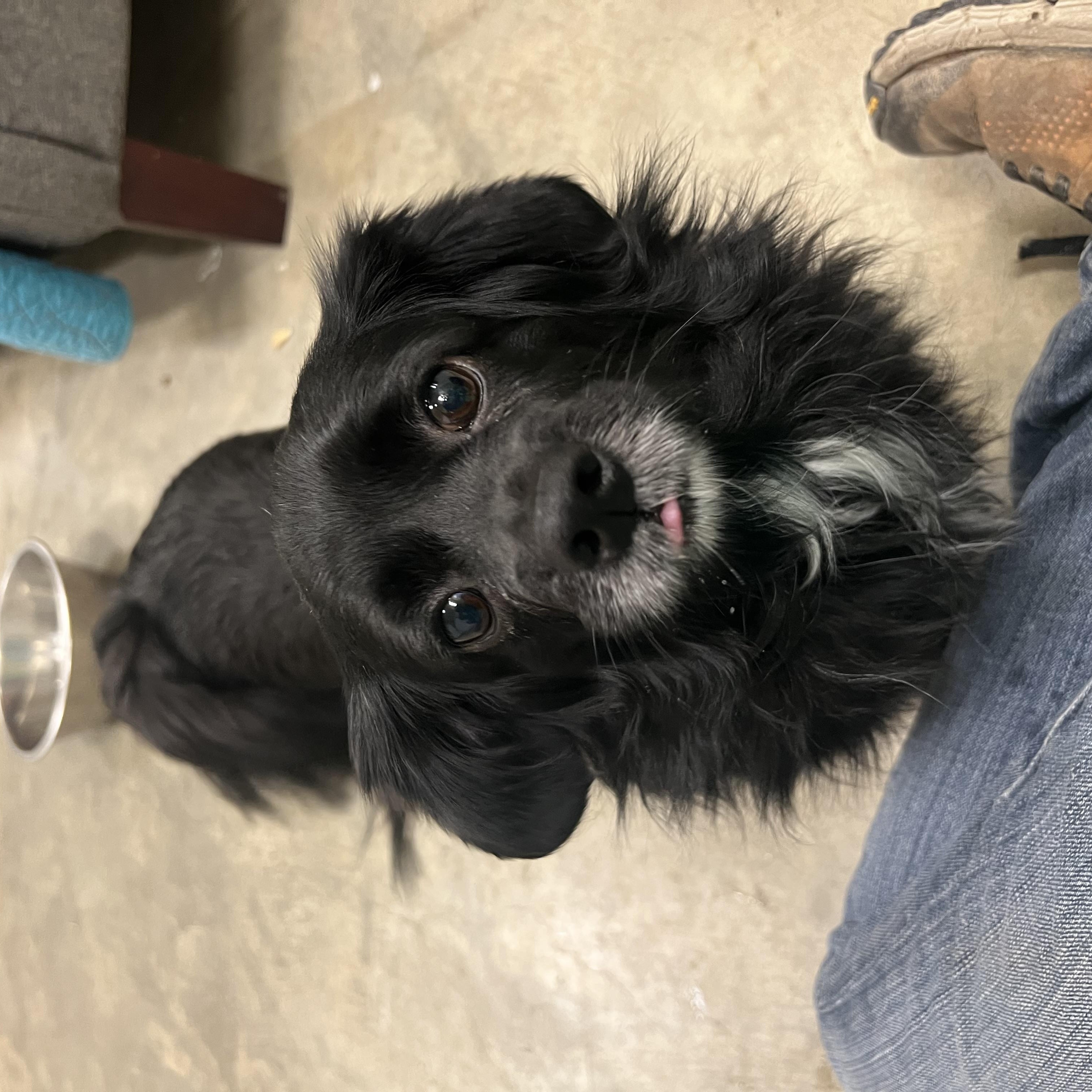 Enlarge Ariel & Lacey, a ADOPTABLE mixed breed in Bonners Ferry, ID image 2/3