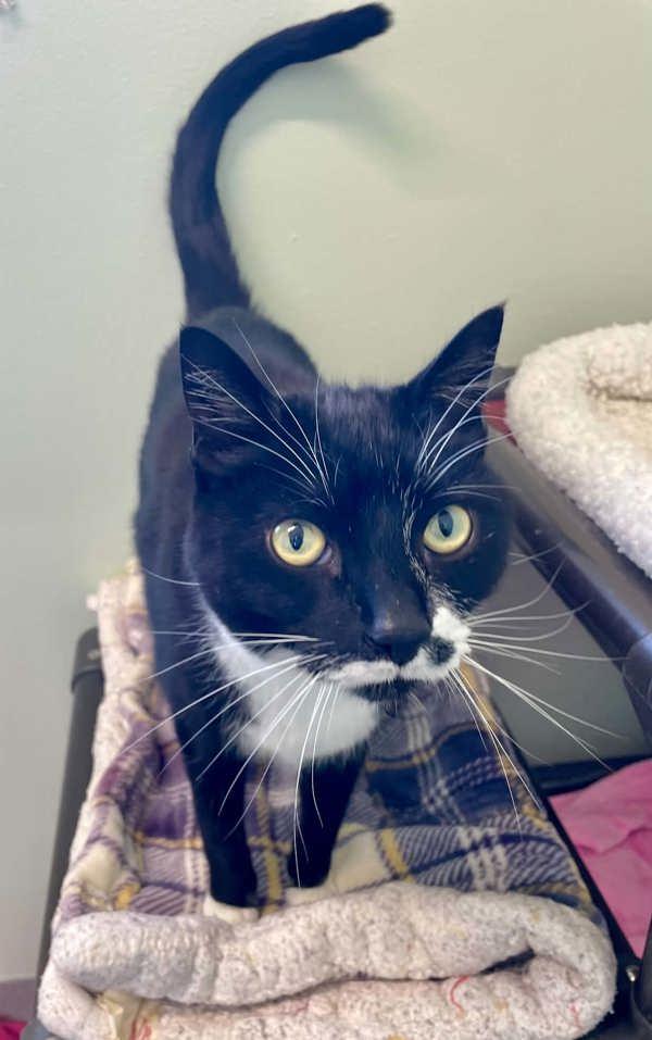 Enlarge Cowboy, a Adoptable mixed breed in McMinnville, OR image 1/1