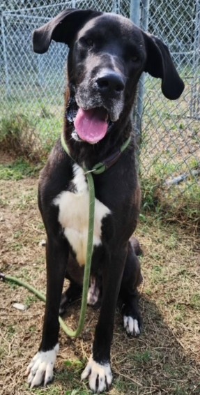 Dog for adoption - Samson (GREAT Family Dog), a Great Dane in ...