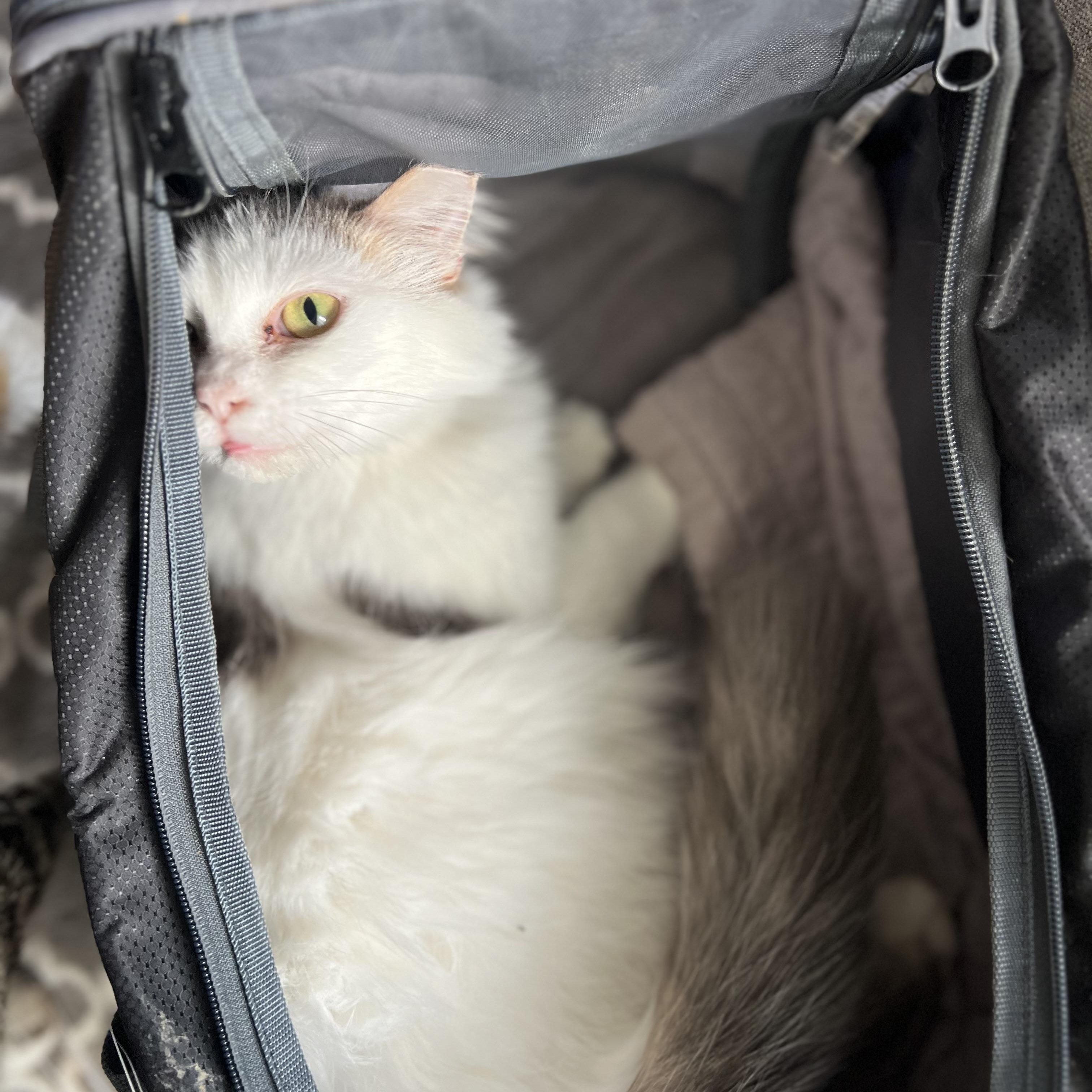 Enlarge Ms. Gray, a Adopted Domestic Long Hair in Ripon, CA image 2/2