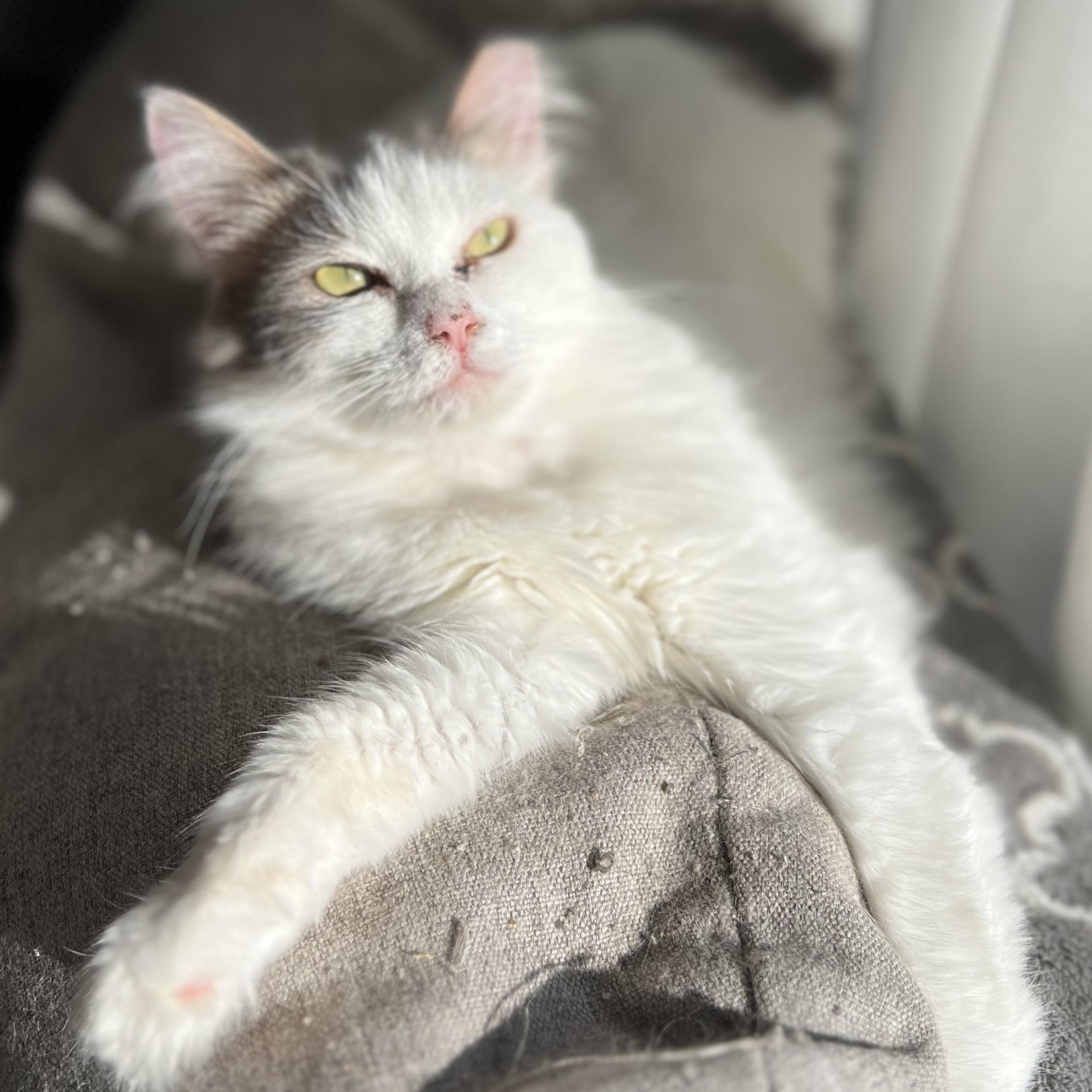 Enlarge Ms. Gray, a Adopted Domestic Long Hair in Ripon, CA image 1/2