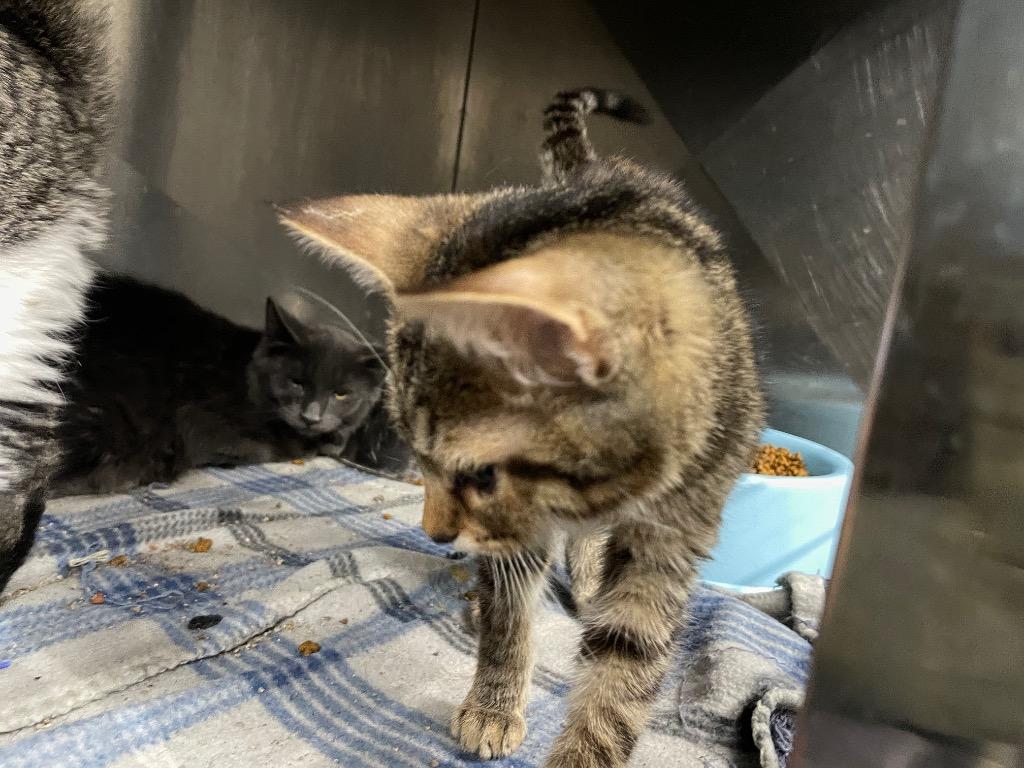 Jazzy Sterling, Adopted, Young Female Domestic Short Hair.