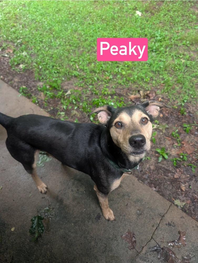 Peaky, Adoptable, Adult Female Shepherd & Mixed Breed.