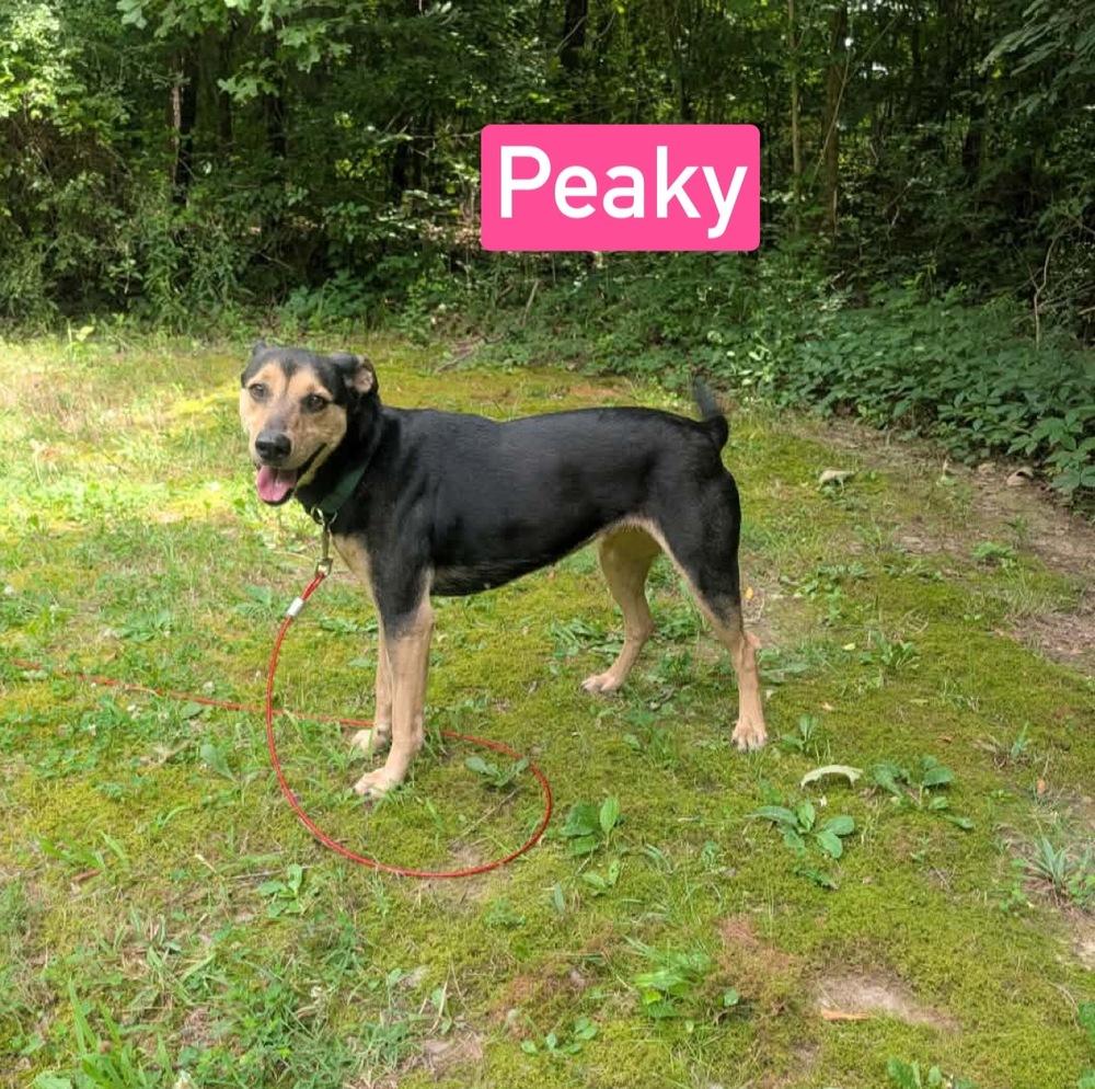 Enlarge Peaky, a Adoptable mixed breed in Warrenton, MO image 2/3