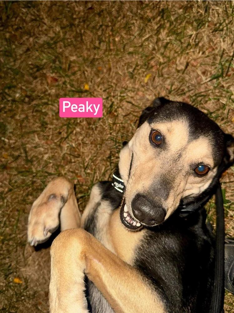 Enlarge Peaky, a Adoptable mixed breed in Warrenton, MO image 3/3