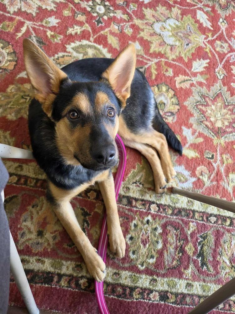 Azure, Adoptable, Puppy Female German Shepherd Dog.
