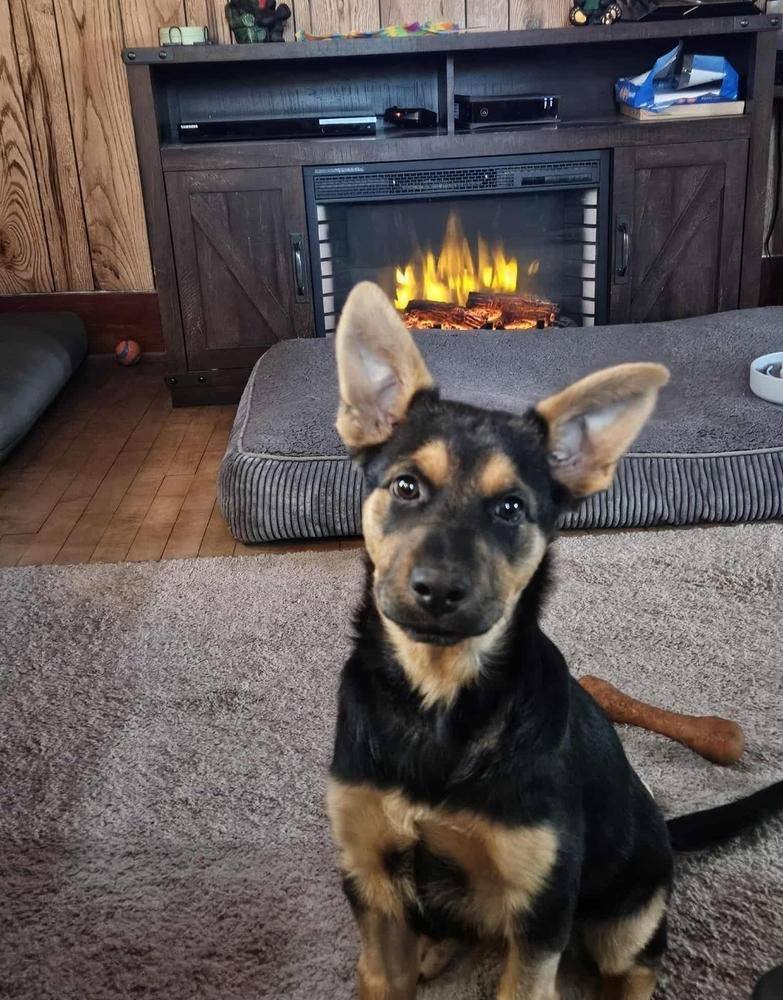 Enlarge Azure, a Adoptable mixed breed in Fredonia, WI image 1/5