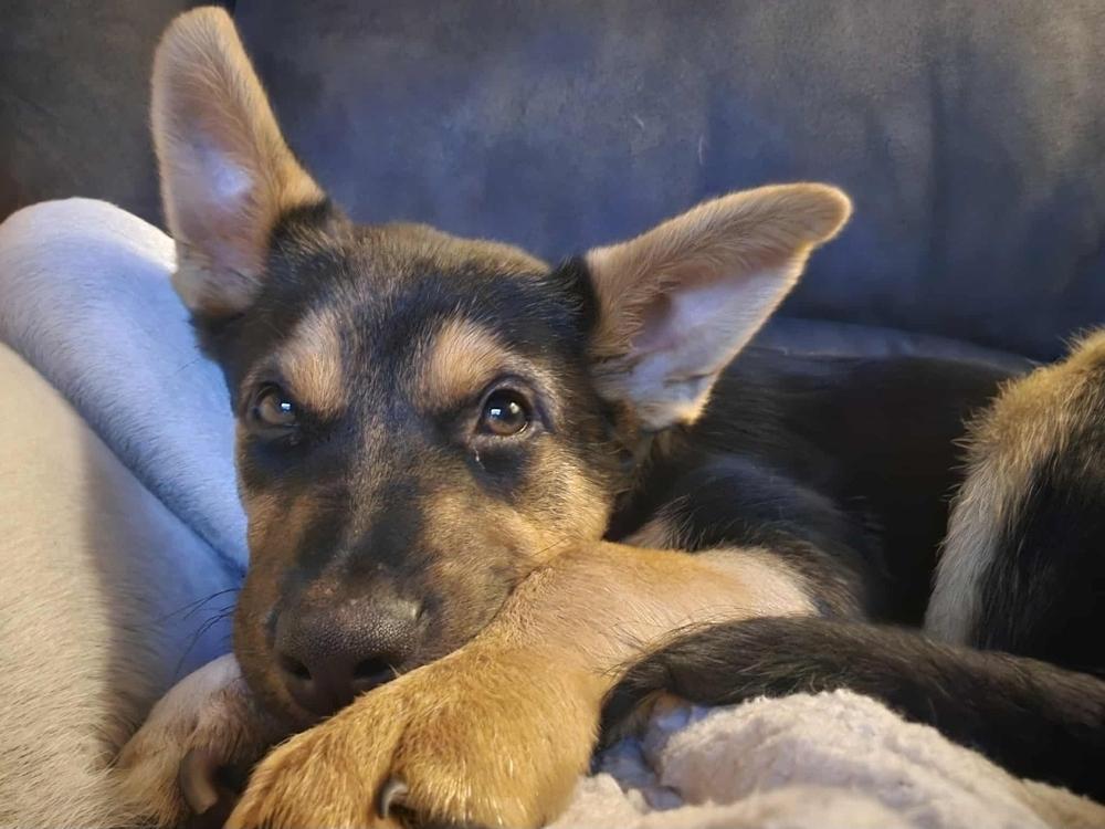 Enlarge Azure, a Adoptable mixed breed in Fredonia, WI image 2/5