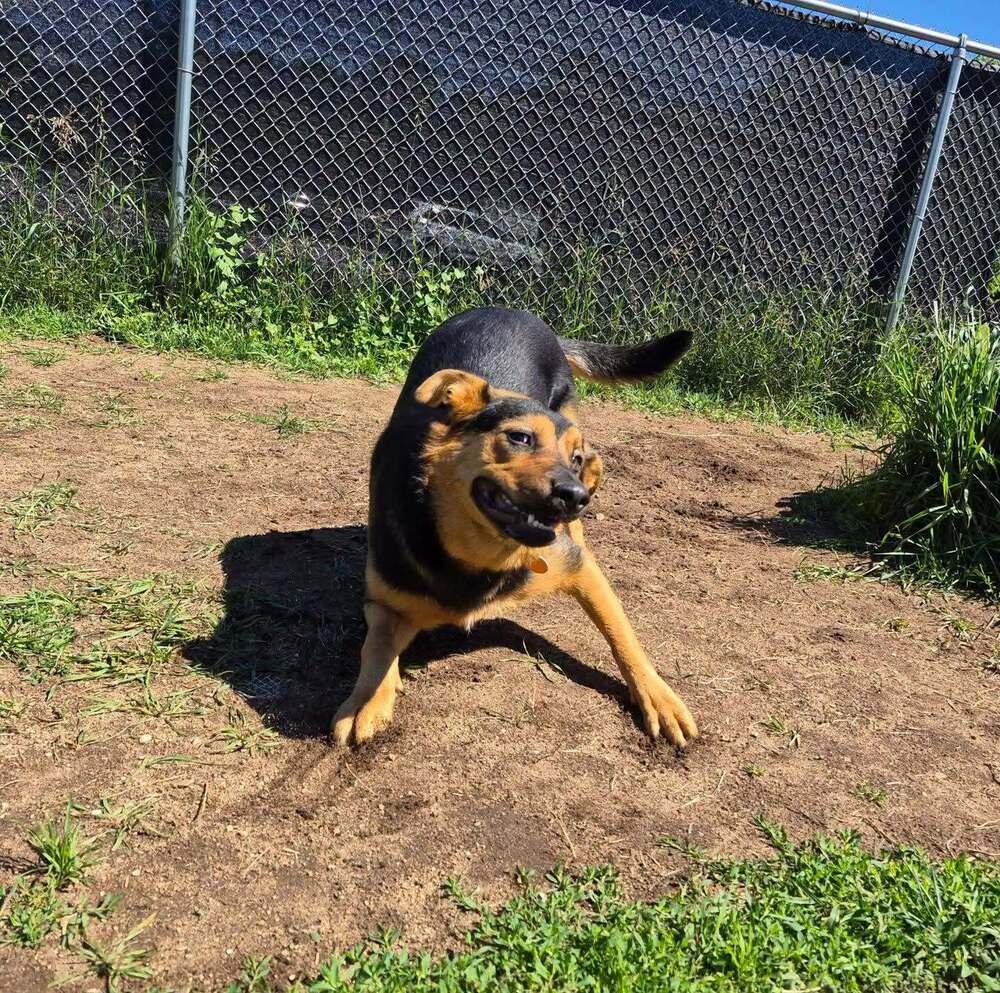 Azure, Adoptable, Puppy Female German Shepherd Dog.