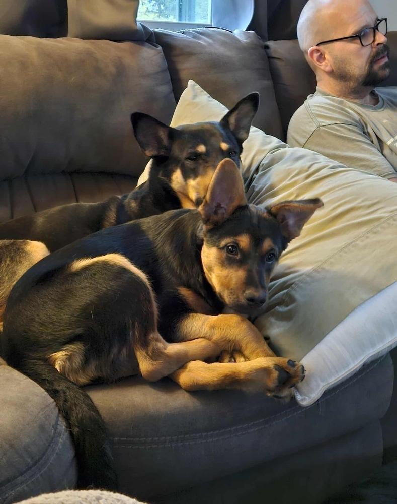 Enlarge Azure, a Adoptable mixed breed in Fredonia, WI image 3/5