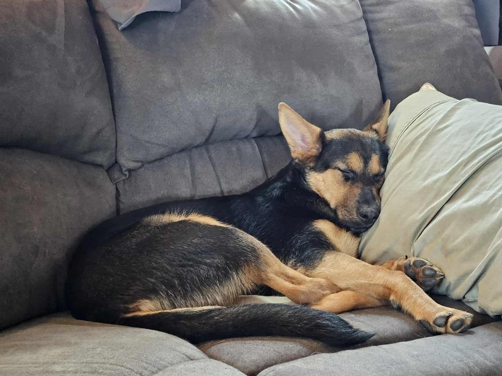 Enlarge Azure, a Adoptable mixed breed in Fredonia, WI image 2/5