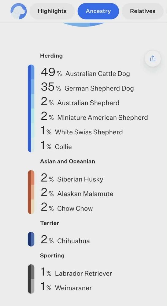 Enlarge Azure, a Adoptable mixed breed in Fredonia, WI image 4/5