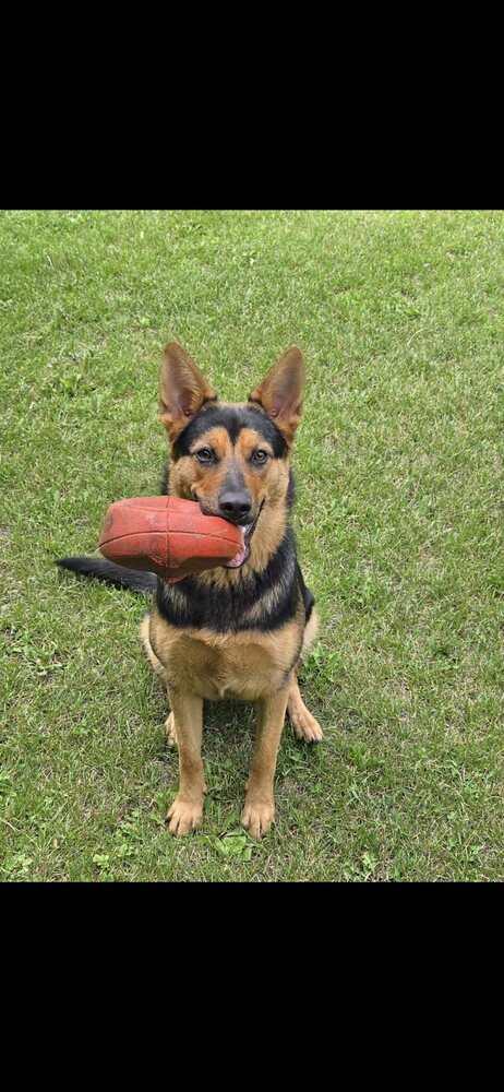 Azure, a Adoptable mixed breed in Fredonia, WI image 3/5