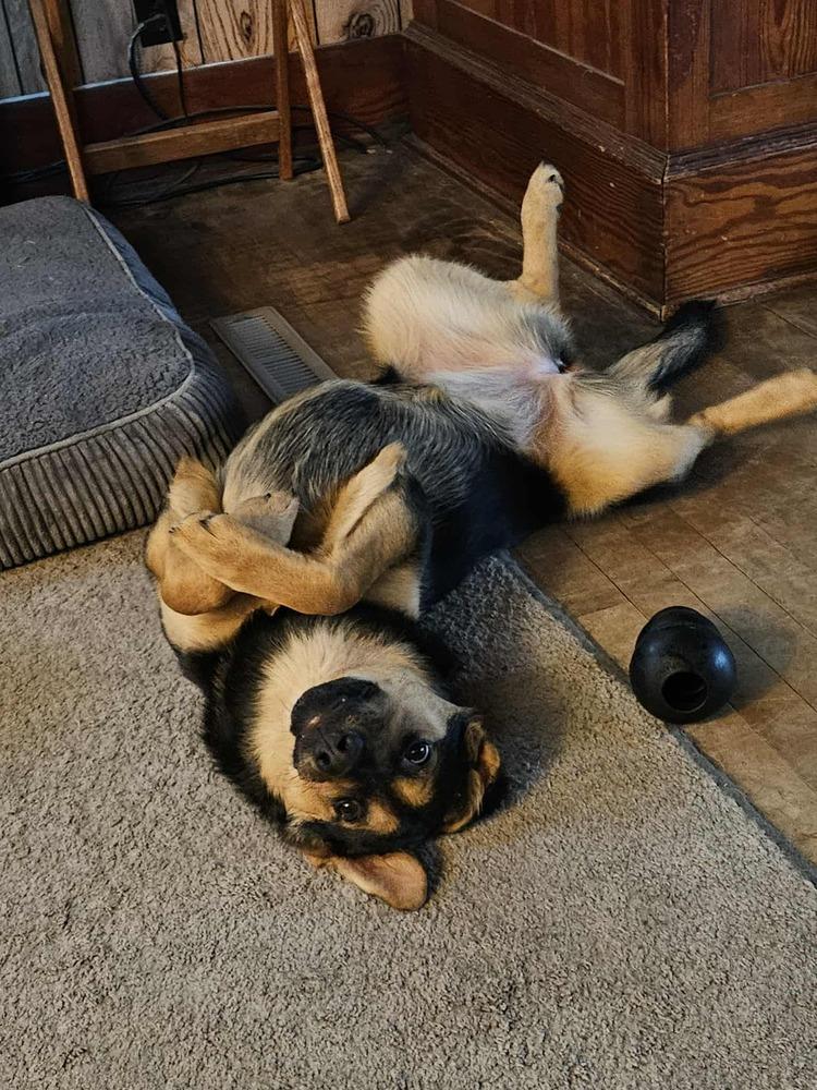 Enlarge Azure, a Adoptable mixed breed in Fredonia, WI image 4/5