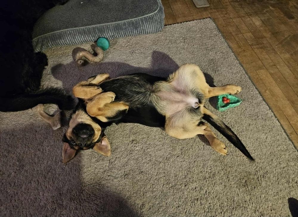 Enlarge Azure, a Adoptable mixed breed in Fredonia, WI image 5/5