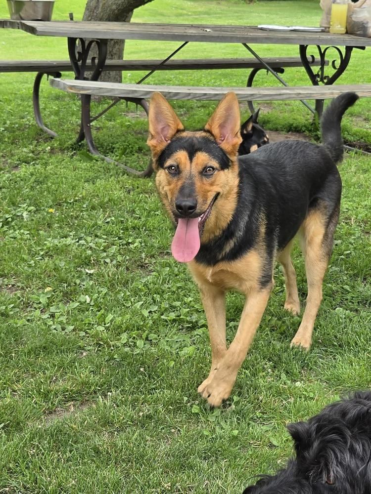 Azure, a Adoptable mixed breed in Fredonia, WI image 5/5